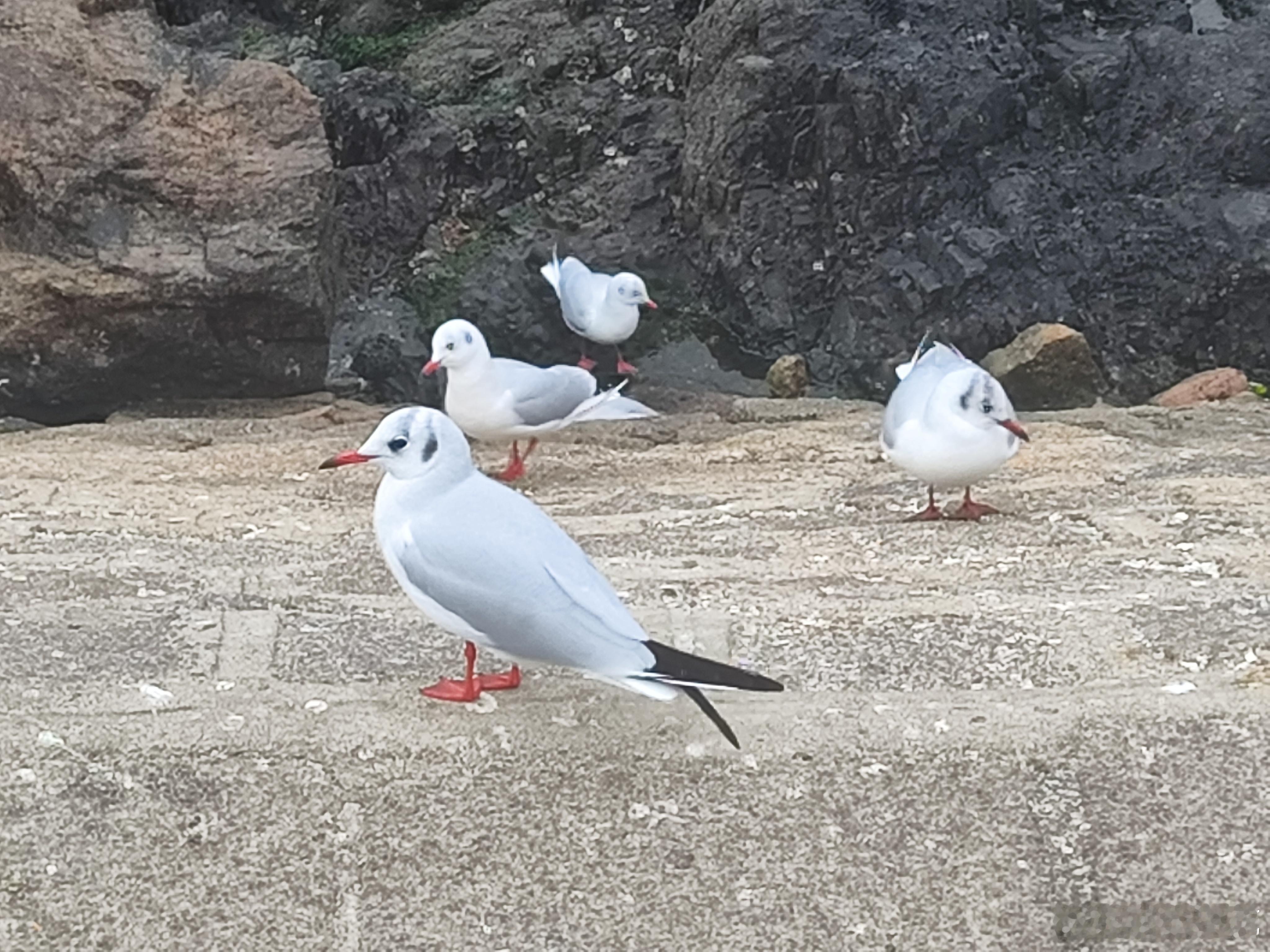 人鸥互戏，和谐相处青岛栈桥周围的海鸥翱翔于游客之间，与游客相互嬉戏，和谐相处。海