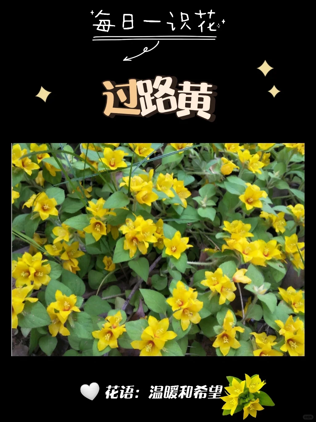 每天认识一种花之【过路黄】day87