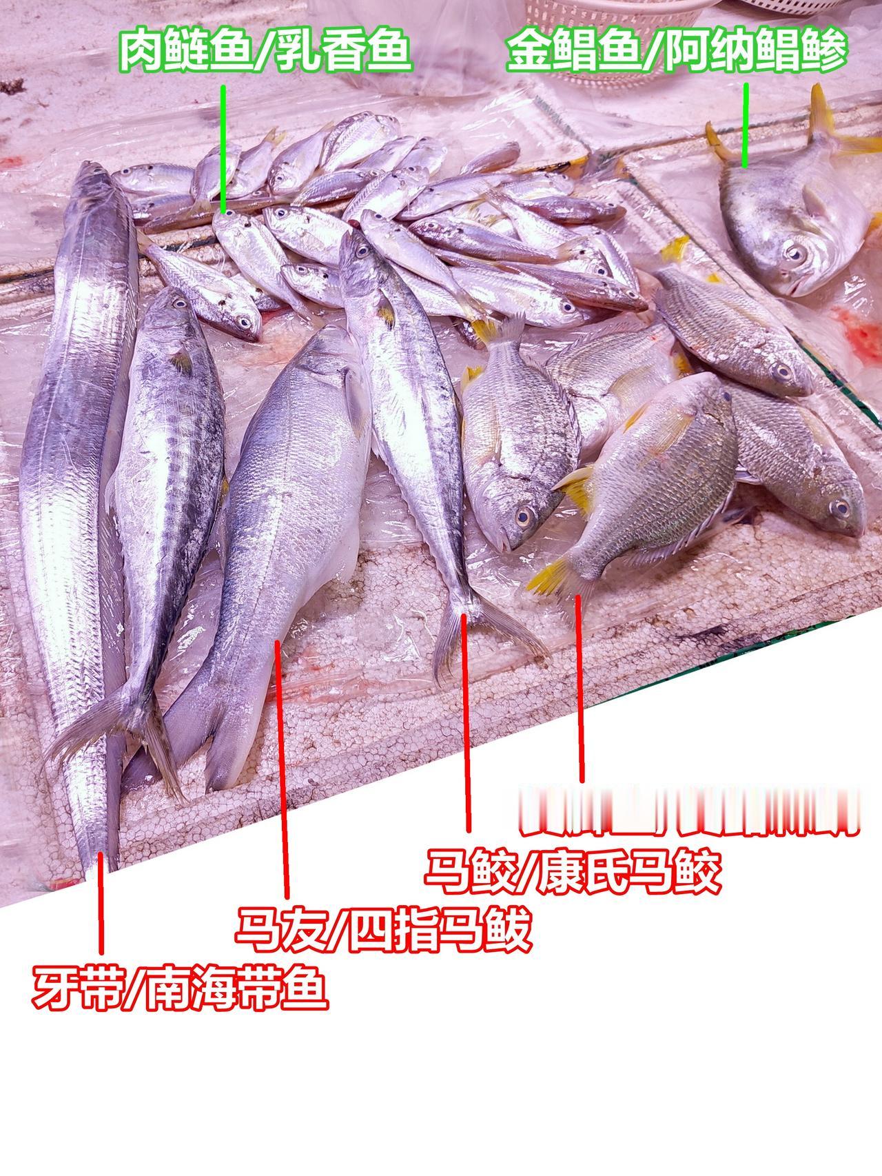 超新鲜海鱼，休渔期极难得，但起价要50了。


海鲜 广州美食 休渔期 马友鱼 