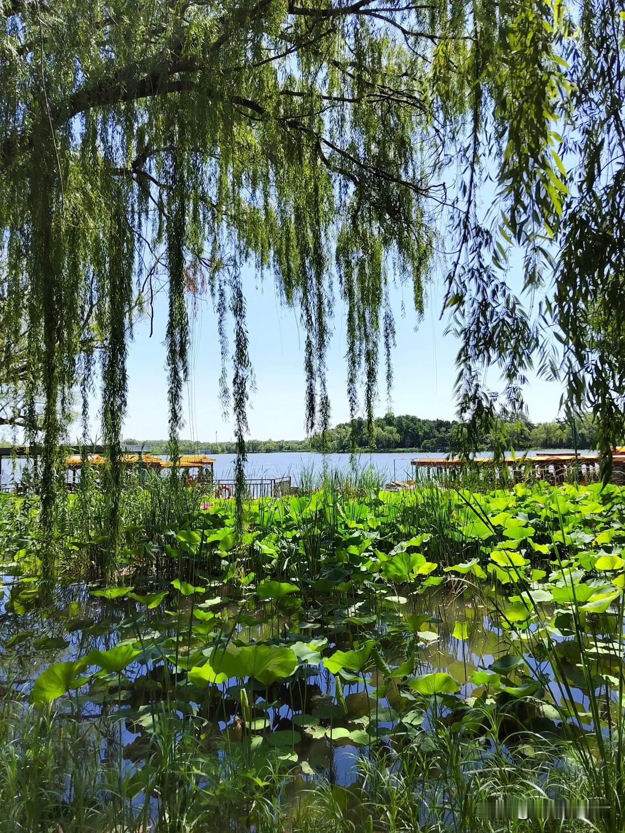 夏日生活打卡季颐和园夏天必去的就是西堤旁边的荷花塘，这里正是荷花盛开之际，称得起