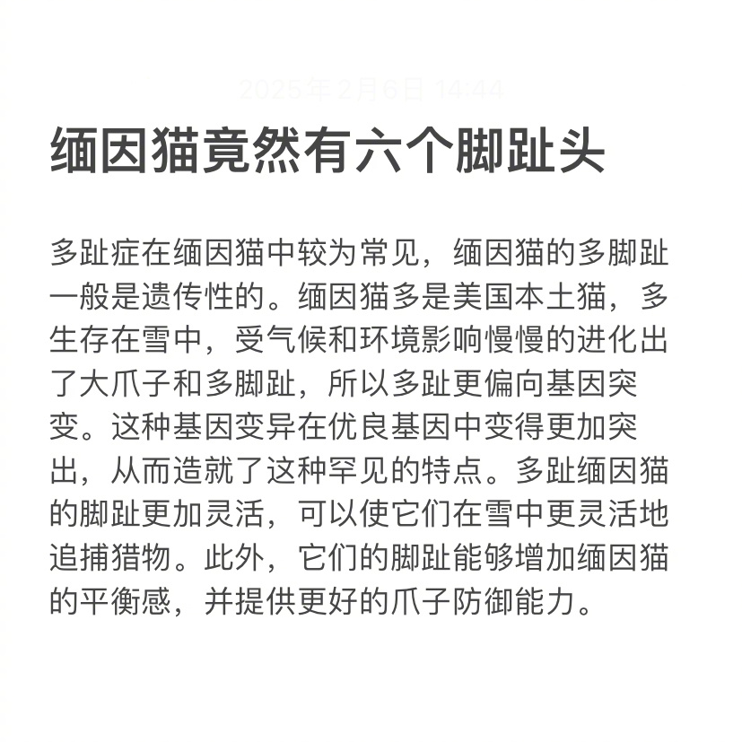 缅因猫竟然有六个脚趾头  多趾症在缅因猫中较为常见，缅因猫的多脚趾是长期经过环境