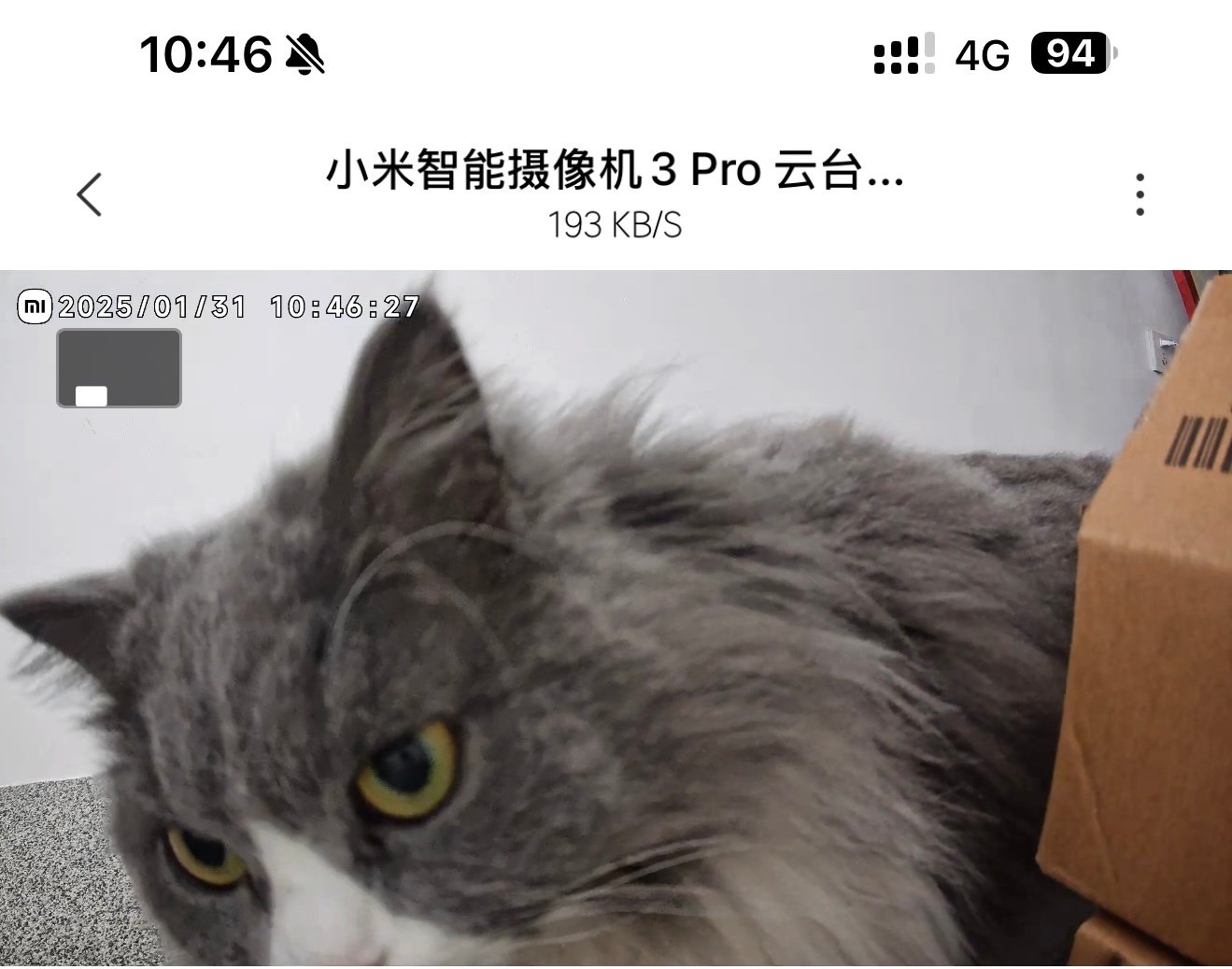 我远程喊了一声，它就过来亲我了，是只好猫。[good]  