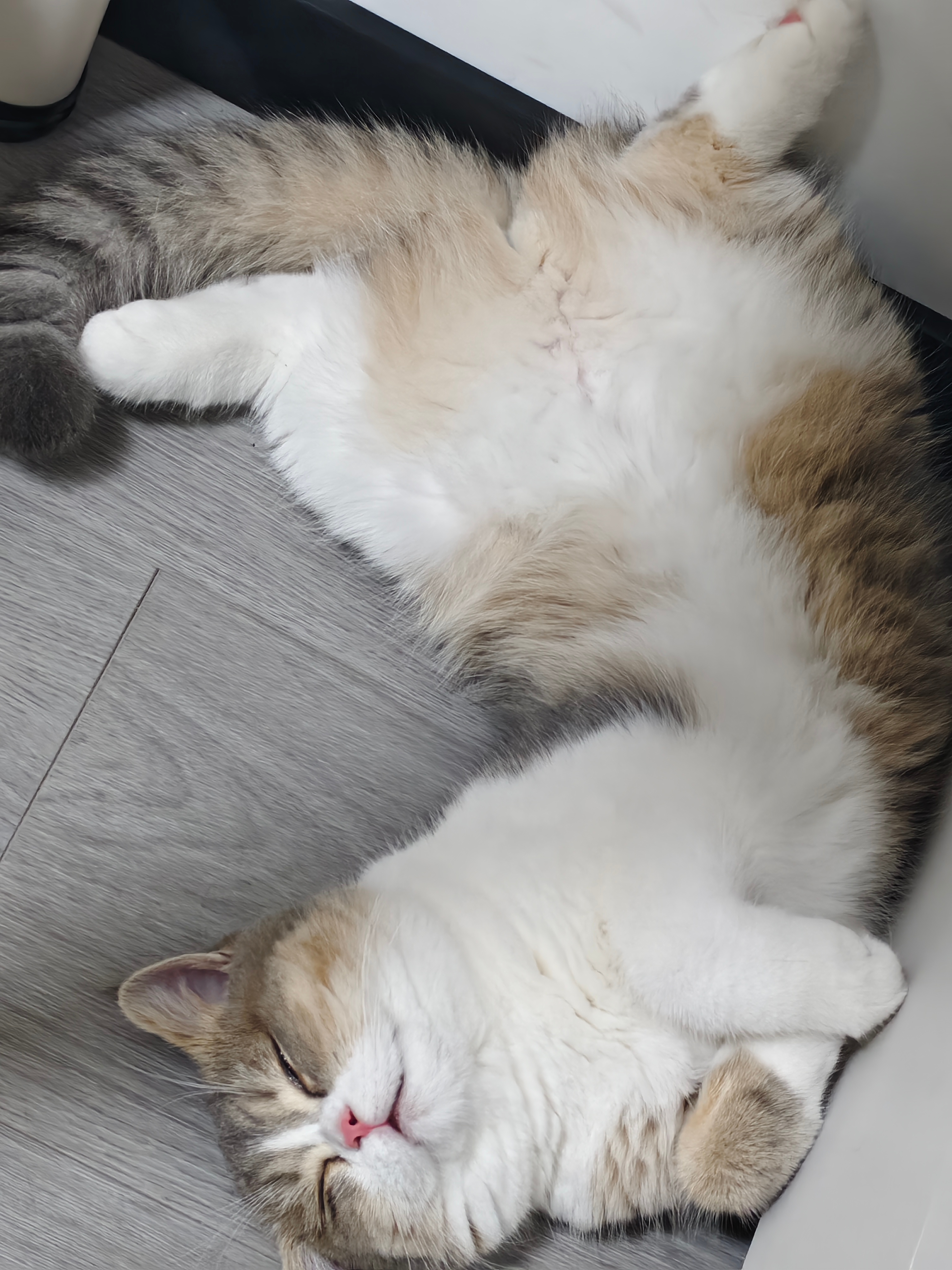 啥猫 