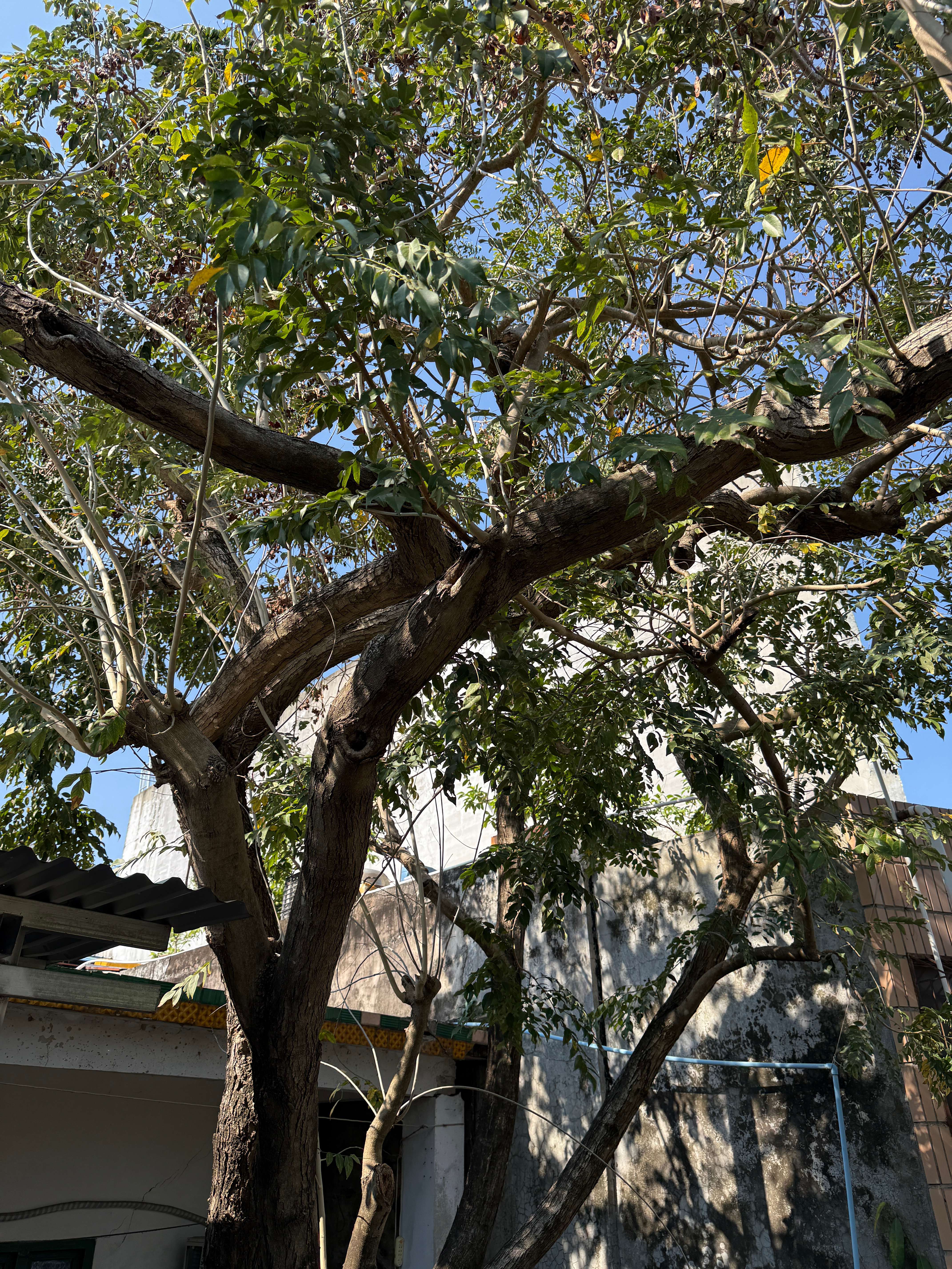 这是一棵普通的三层楼高黄花梨木！报价20+W