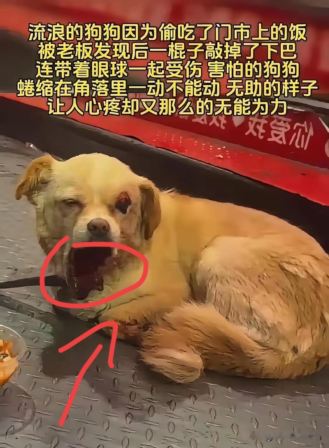 流浪的狗狗因为偷吃了门市上的饭被老板发现后一棍子敲掉了下巴连带着眼球一起受伤 害