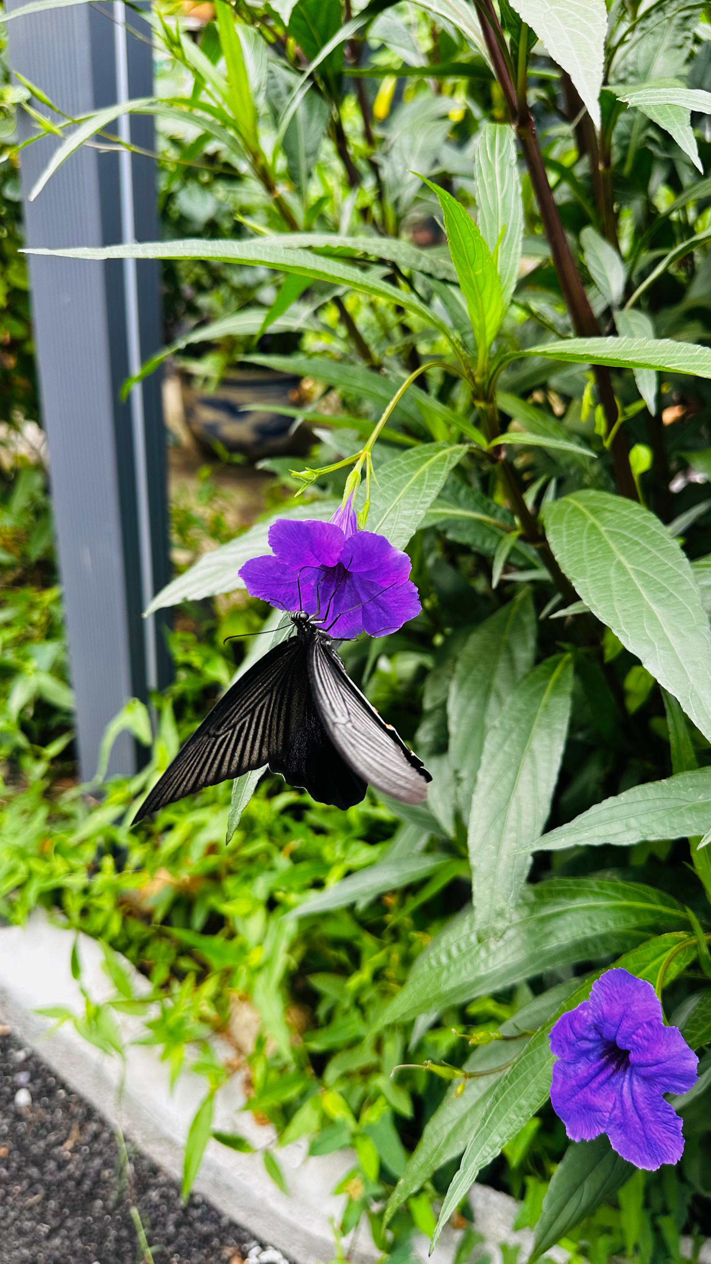 夏天的小精灵。🦋上班了。随手记录。生活手记