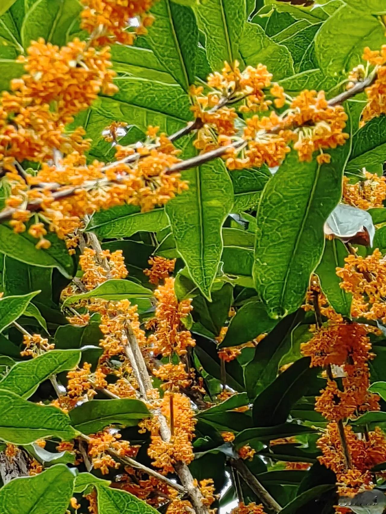 原本八月桂花开，平湖万州数月高温延迟九月金桂花开香飘，虽时间已晚，但金黄色的颜色