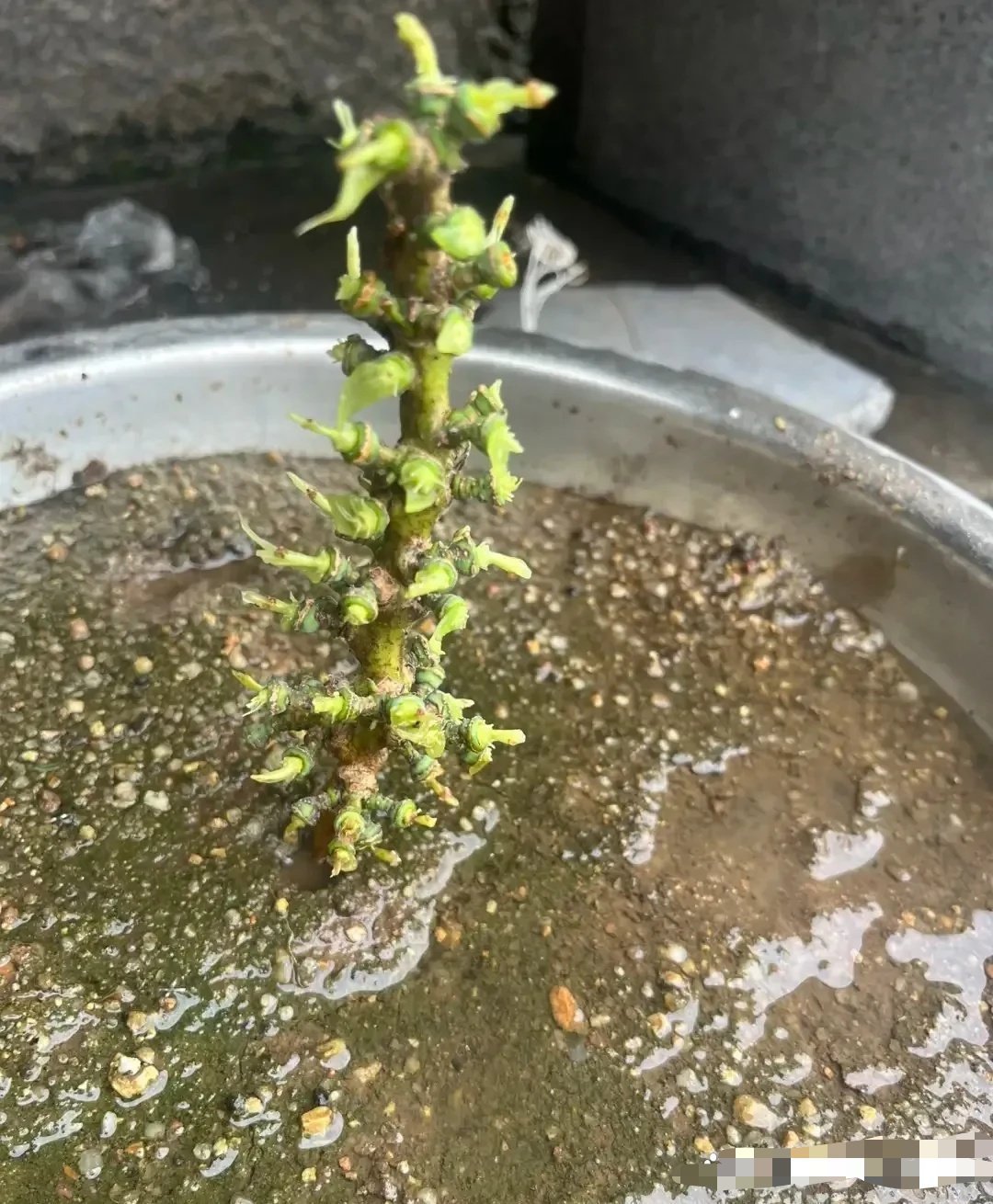 吃完的葡萄种上了，不知道明年能不能结果 