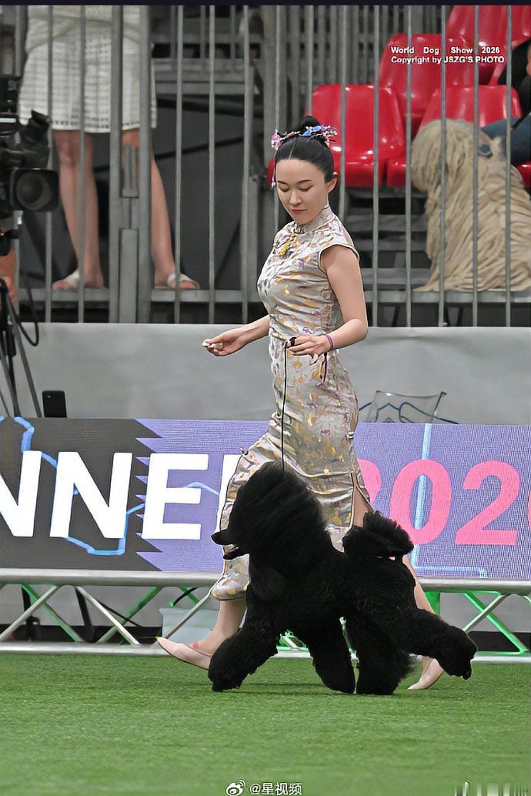 中国本土繁育的犬只竟然在国际顶级赛事中夺冠了！这究竟是怎样的突破？
6月8日，演
