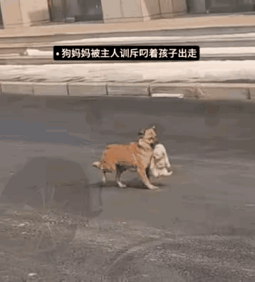 万物有灵！狗子被主人训斥了，心里非常委屈，转头就叼着自己的孩子离家出走了，主人看