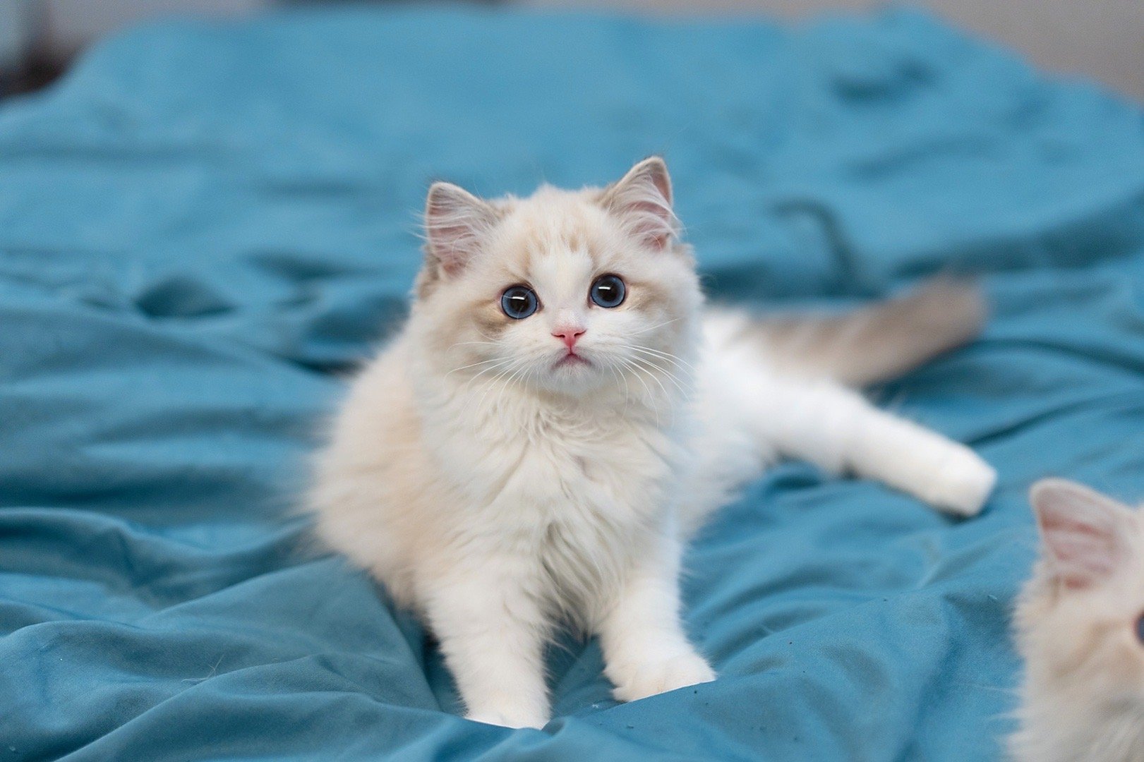 以后是米国小猫咪了 ​​​