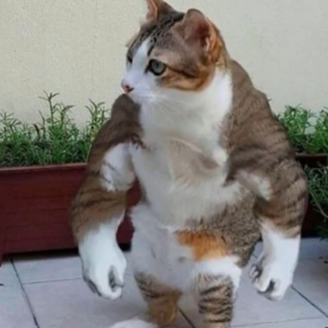 谁能挨小猫一拳 ​​​