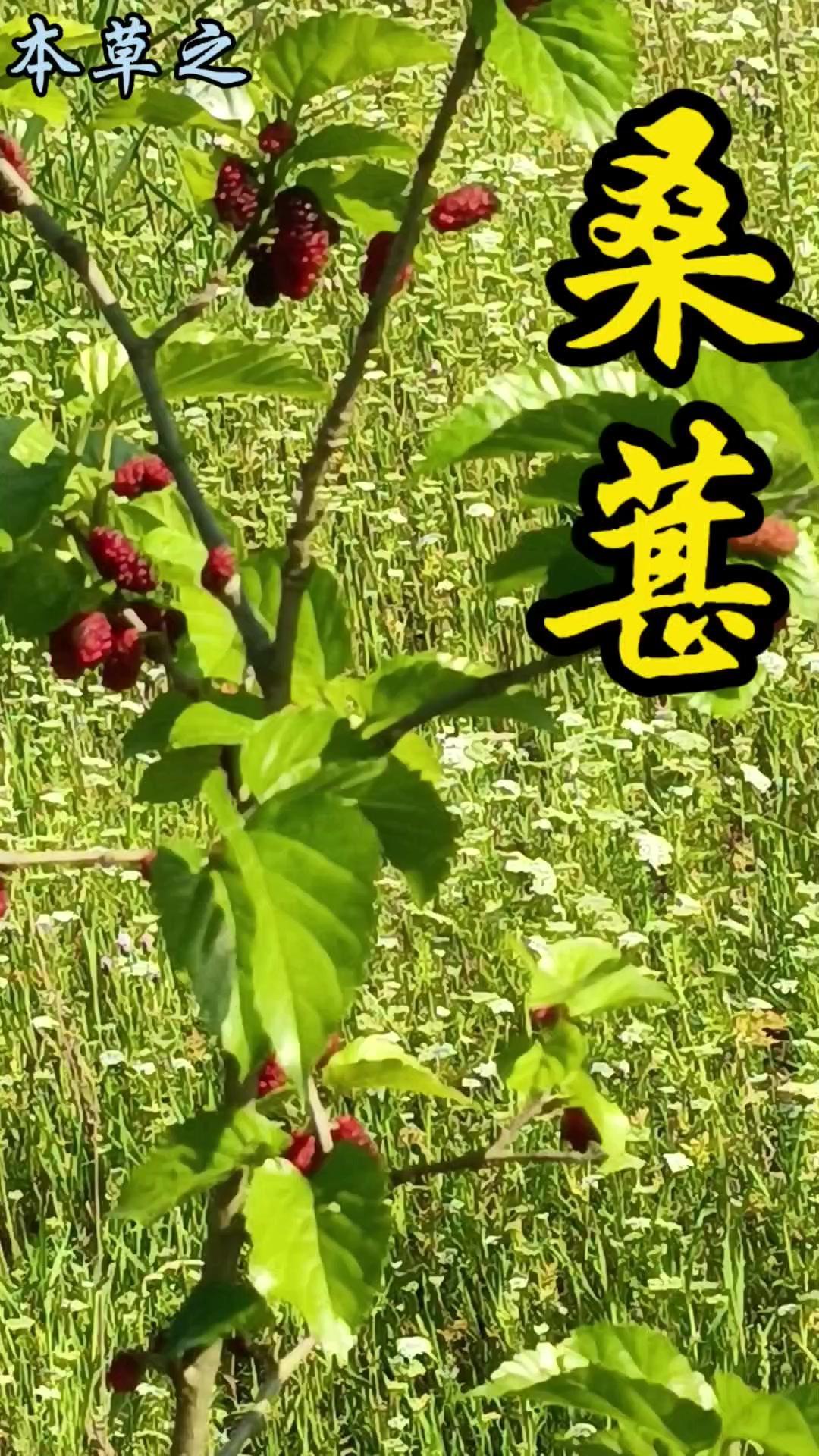 🍇又到了吃桑椹的季节！这种外表紫黑或雪白、甜中带酸的小果子，原来藏着超多宝藏～