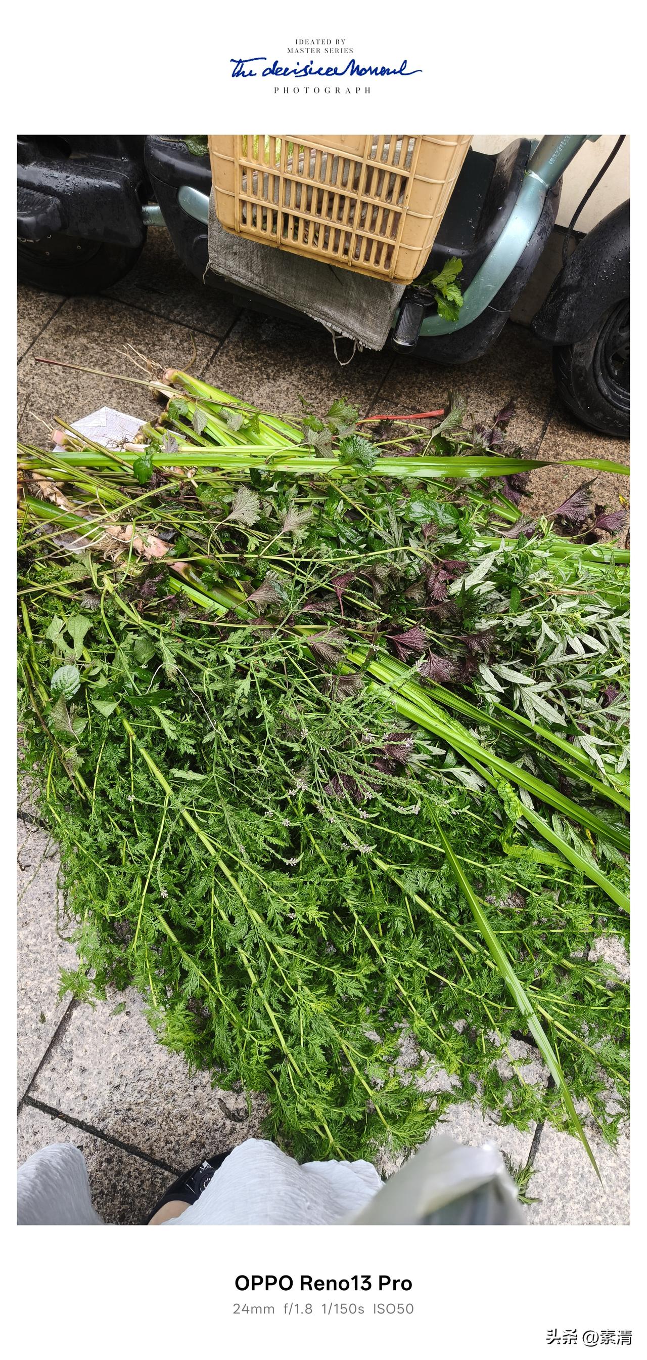 老话讲端午百草皆是药，农村长辈都说用端午草煮水洗澡，一整年皮肤清爽不痒，今天逛集