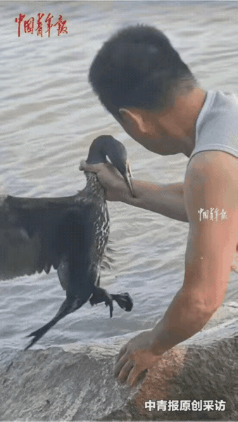 新疆阿勒泰，一男子突然伸手，一把死死掐住了一只鱼鹰的脖子。大家都以为他在捕鸟，其