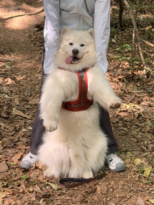 名副其实的戏精！！！