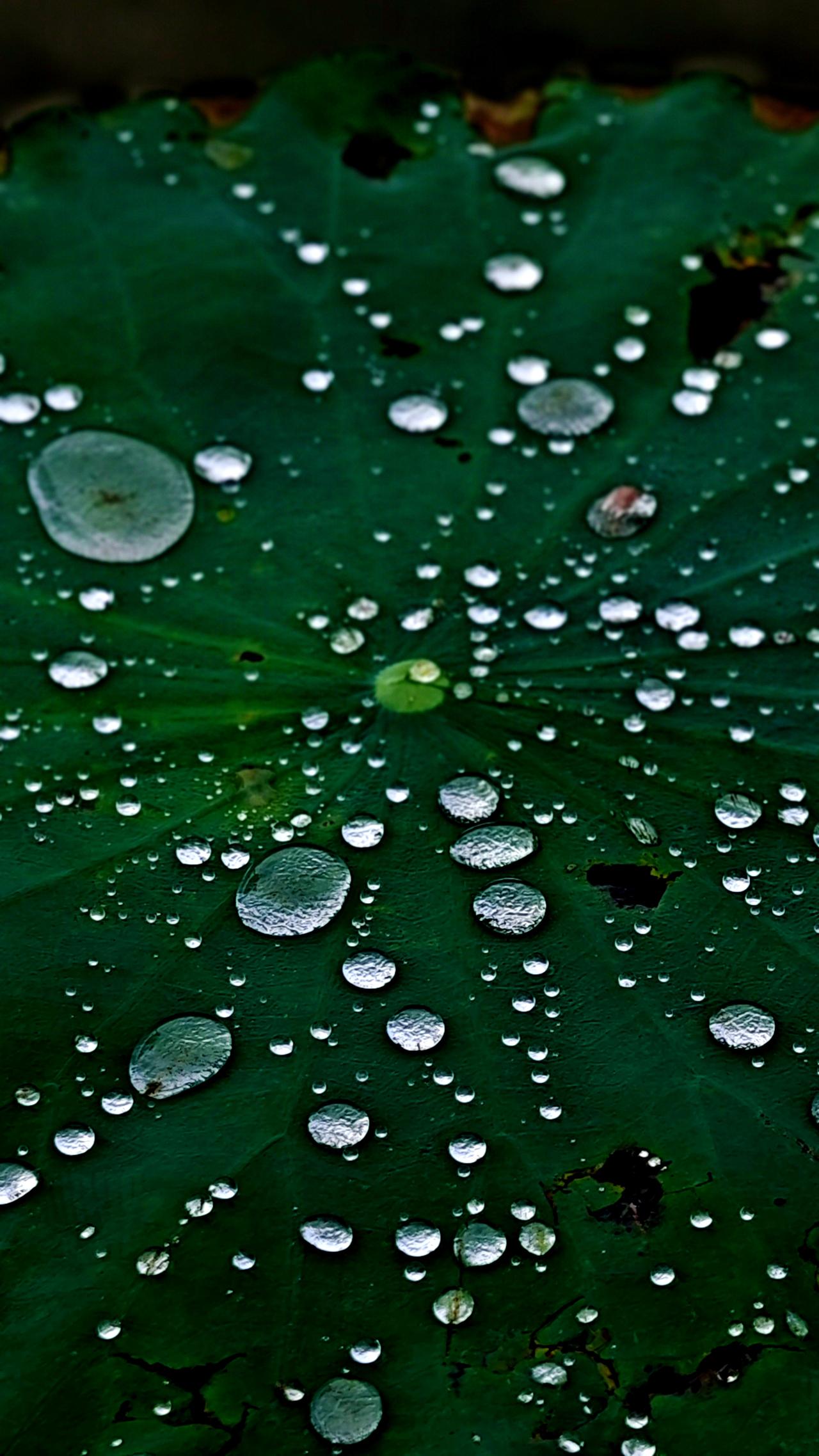 分享今日随手拍的照片《雨后观荷》