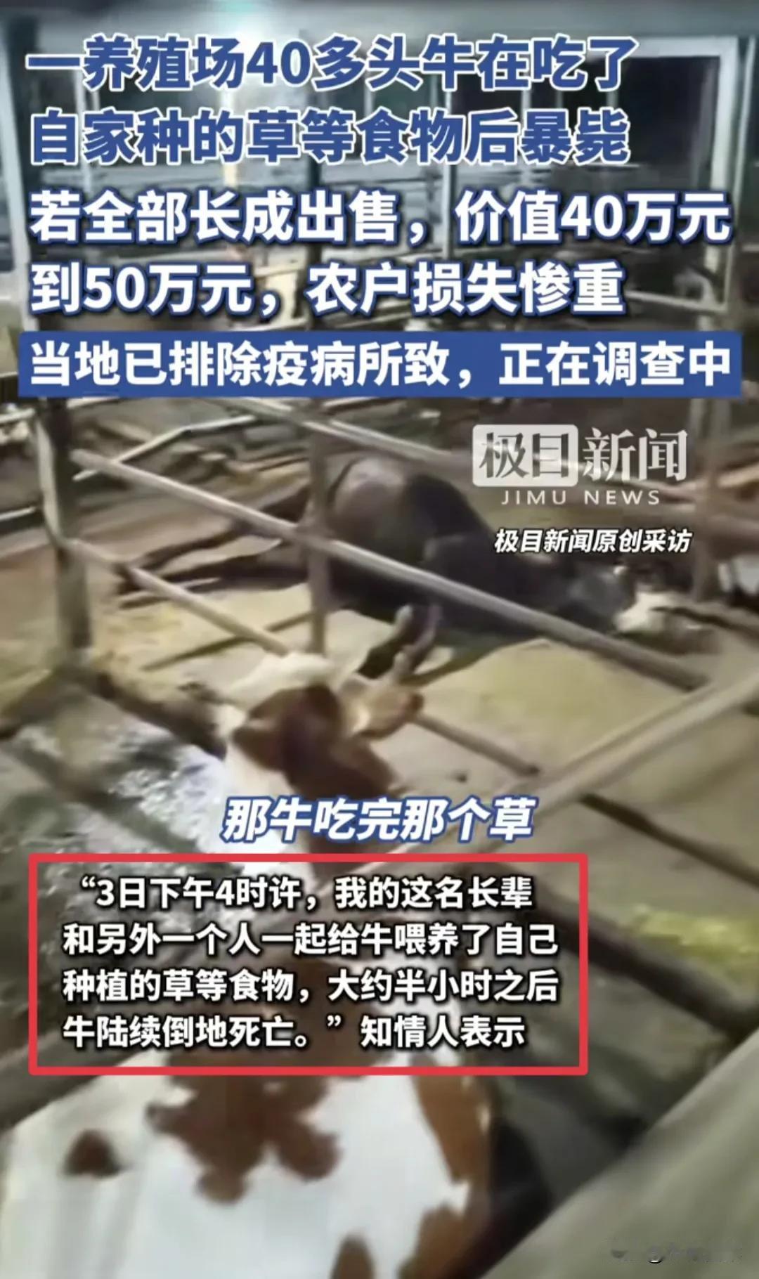 湖南40多头牛暴毙事件，有4个细节特别奇怪，真相恐怕没那么简单！

1、老农养牛