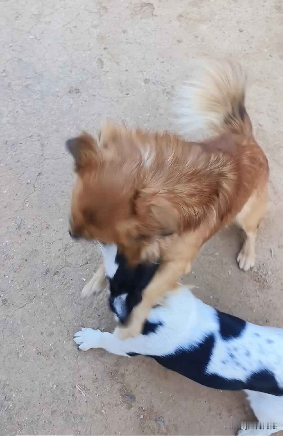 新的一年最想陪伴的，就是自己的家人，除了家人之外，最想陪伴的，就是我们家的毛孩子