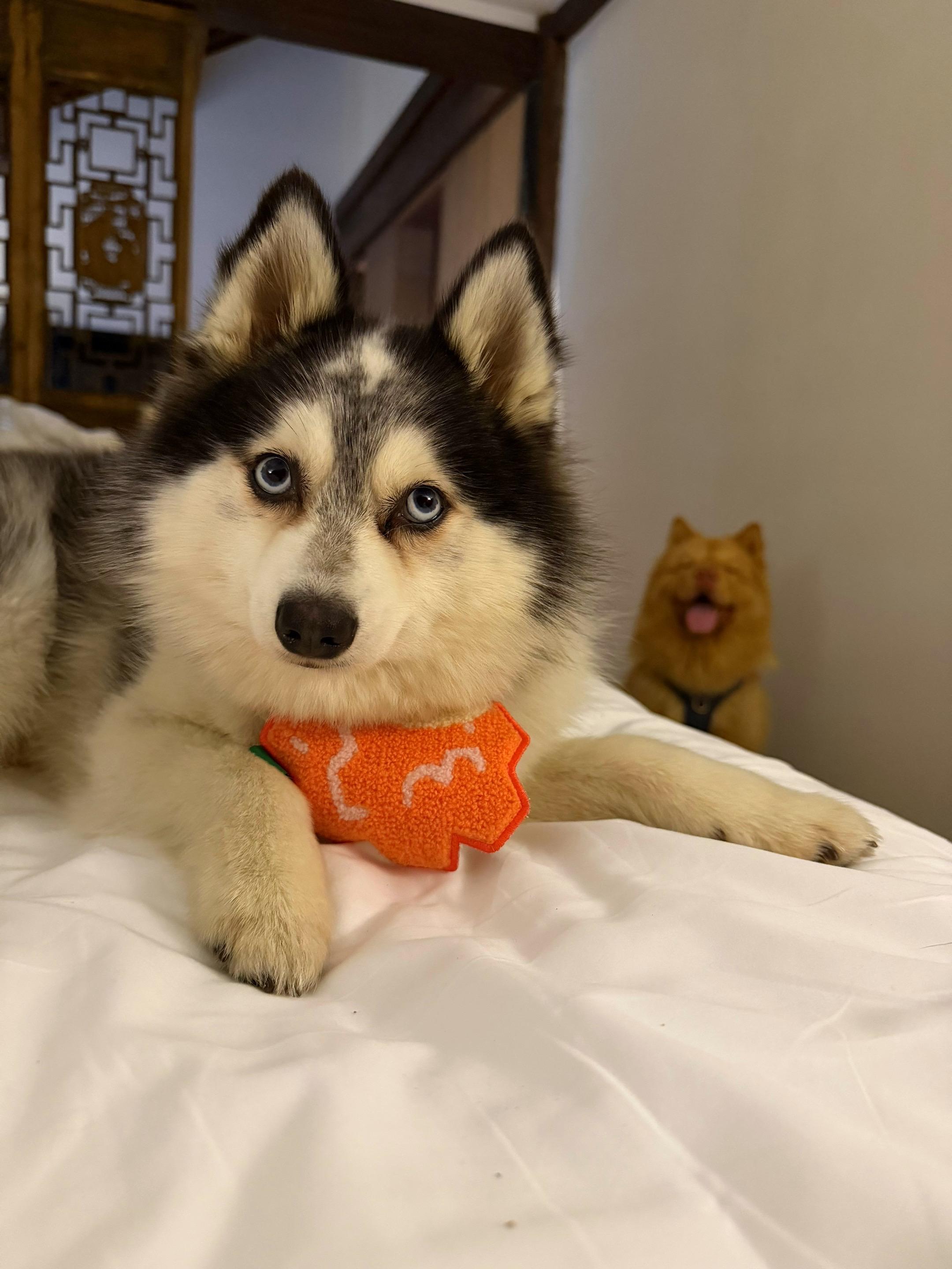 如果我非要送你一只，你非要选一个你选谁？