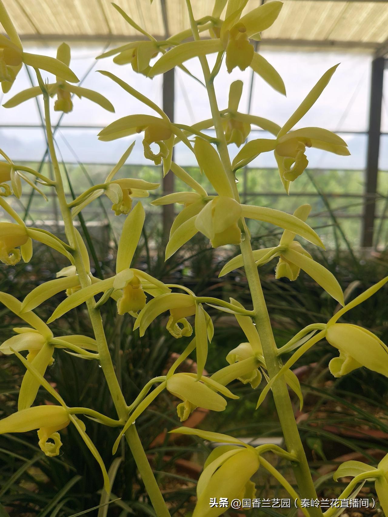 发一张你相册最近拍的花秦岭蕙兰素芯开花端庄大气，清雅脱俗，香气四溢