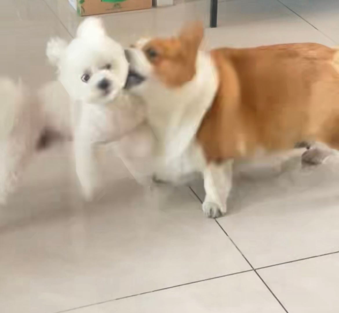 直播一下小狗打架