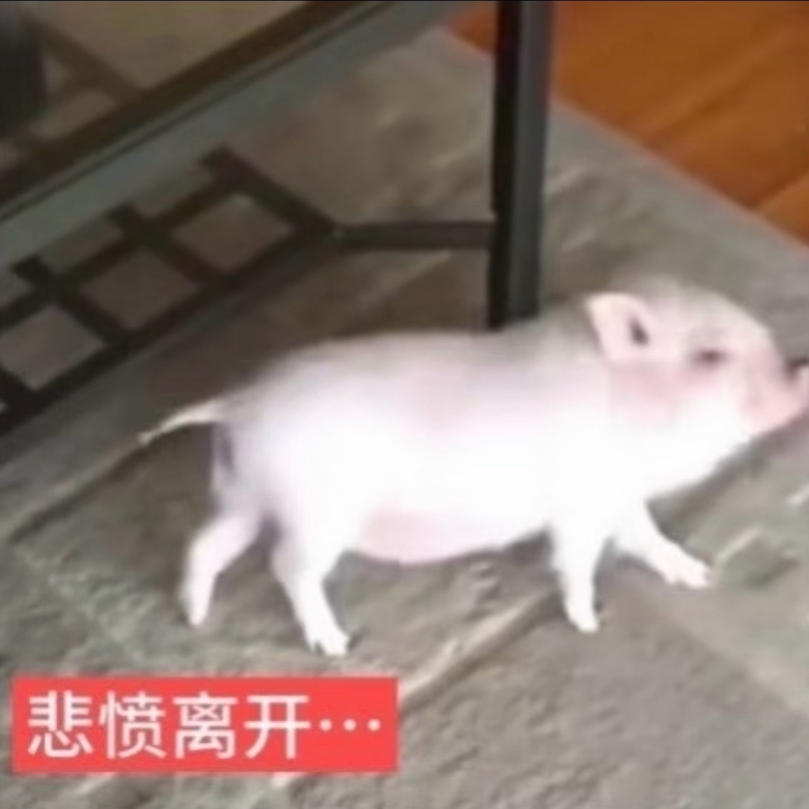 我只是赖床一会 他俩竟然在楼下诗朗诵我的名字 凡凡。凡凡…凡凡！ 一声更比一声高