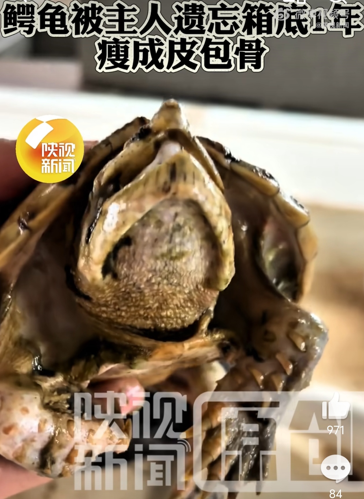 鳄龟被主人遗忘箱底1年瘦成皮包骨真千年王八万年龟啊，这玩意竟然还活着？[苦涩][