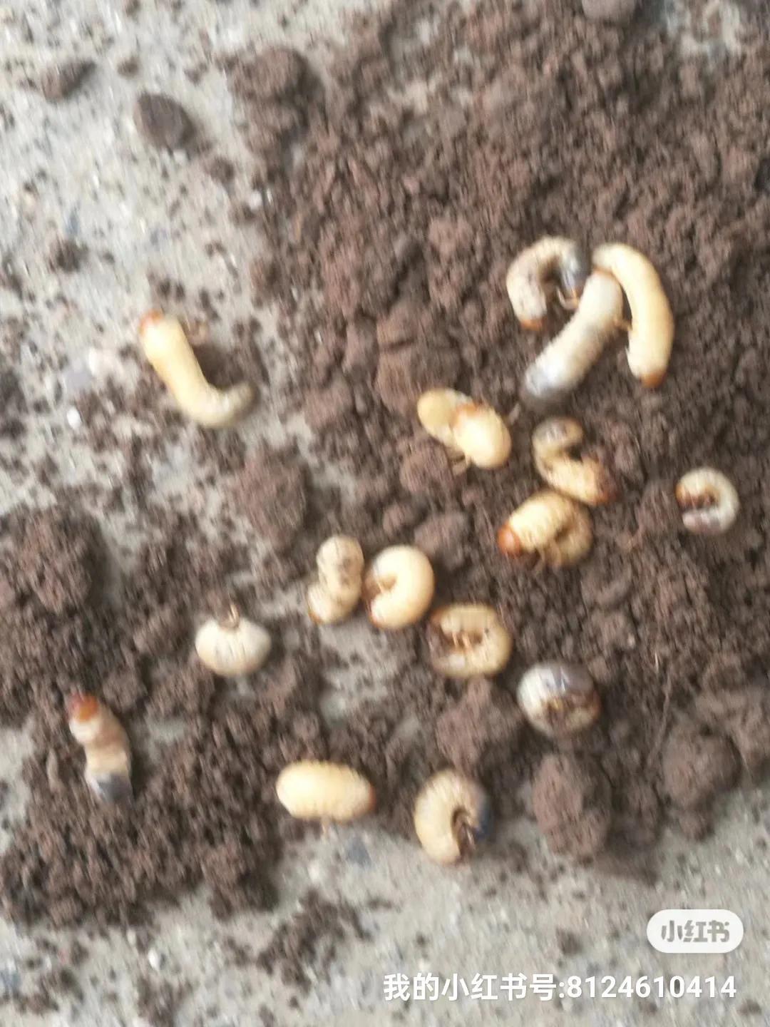杀死蛴螬最好的方法是什么杀死金龟子最好的办法是，利用灯光诱捕，取一个黑光灯泡（普