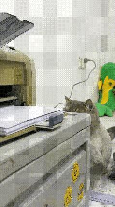 谁懂啊！现在的猫咪好奇心真的直接拉满，妥妥的成精现场！
 
瞅瞅这只可爱的蓝金渐