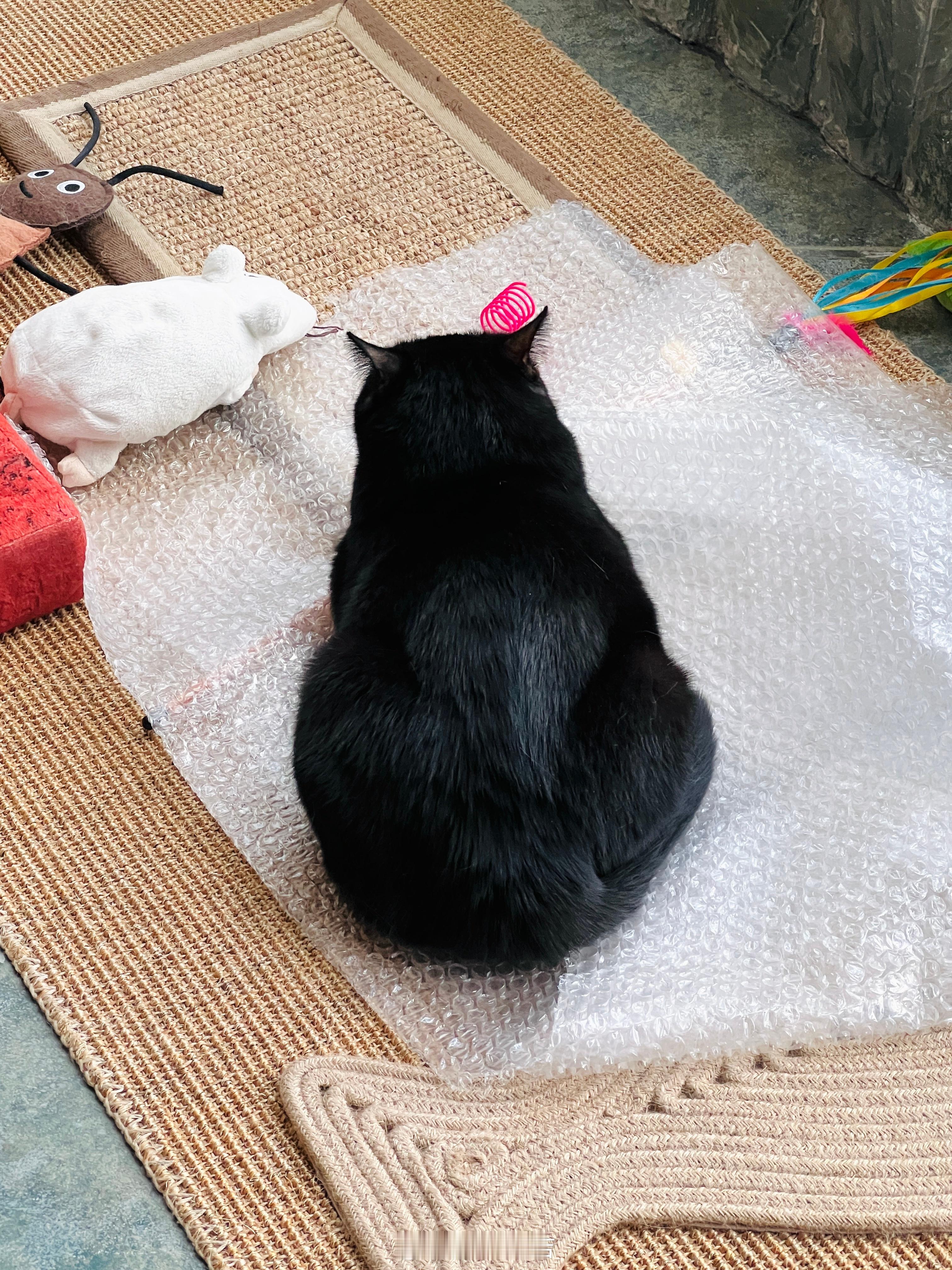 周六的可愛們 ​​​