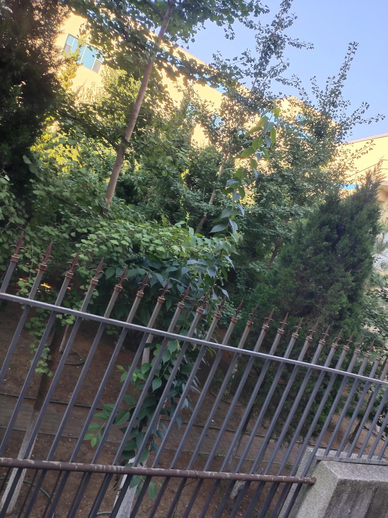 天热的人心慌慌的，一天天心情老不好了。俩口子直干架，老头子去小区干活，累得不轻。