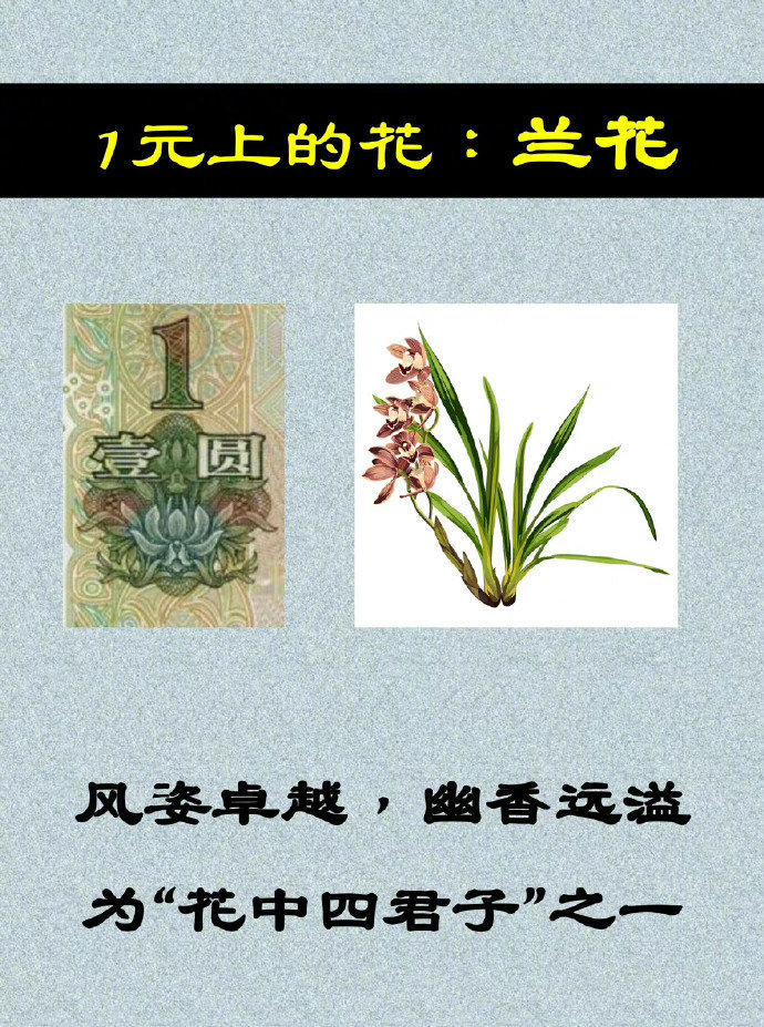 人民币上的花是什么花？一定要告诉孩子 ​​​