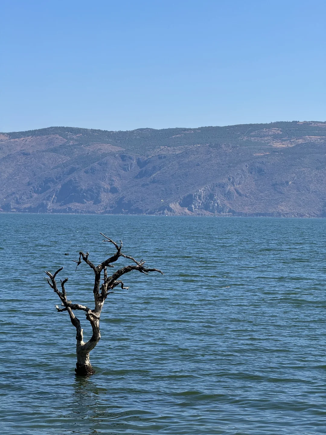 难道就我一个人拍了洱海这棵树🌲吗？