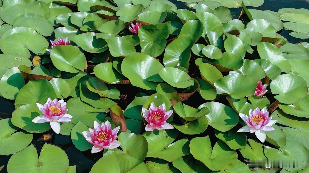 公园里的水莲花，在阳光的沐浴下盛开。