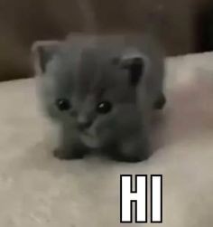 猫猫包浆头像 ​​​
