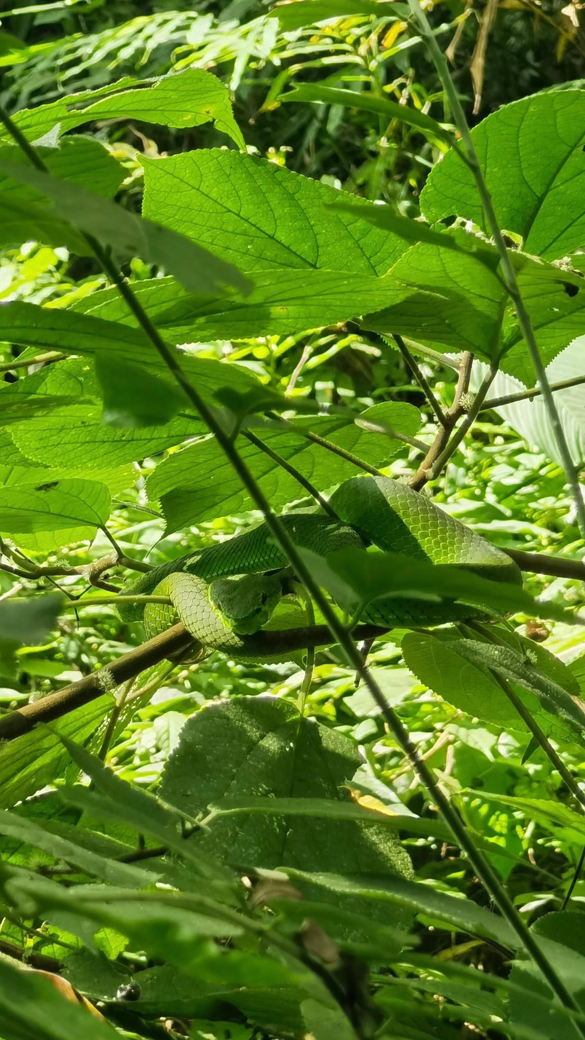 三亚常见毒蛇为竹叶青眼镜蛇之前去云南丛林穿越，见到的竹叶青。完全融入到了周围的绿