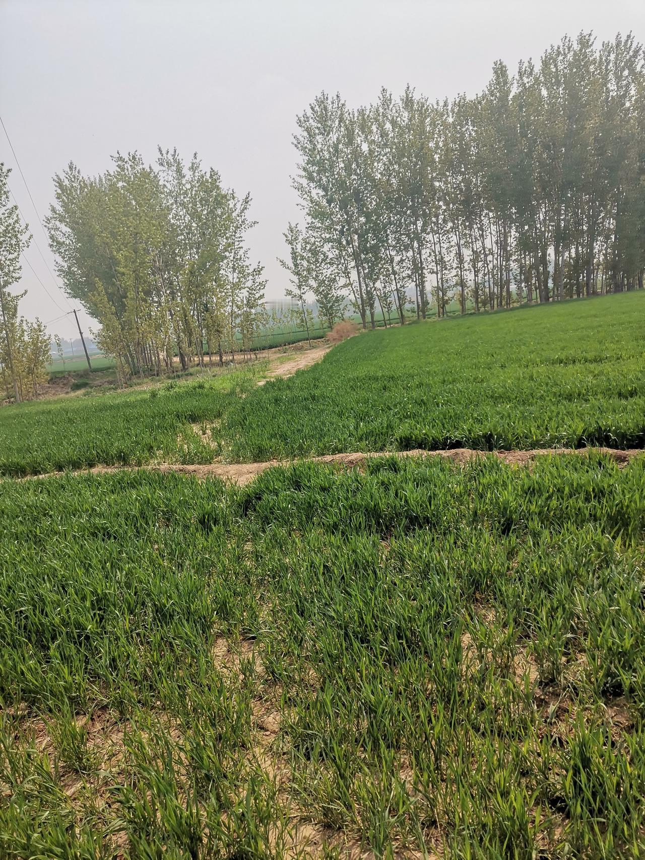 百年老路被腰斩，用心险恶遭天谴！
    德州市陵城区边临镇东、西张村村西北，有