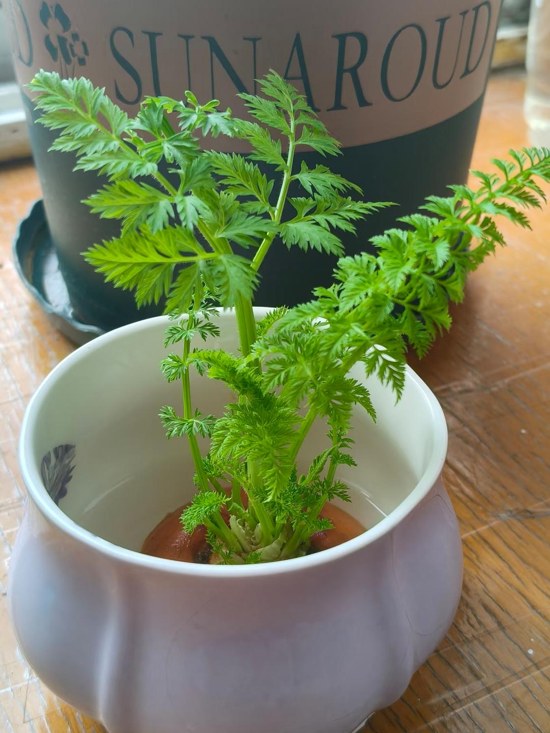 只要用漂亮的水培杯，加上干净的水，放在阳光足的地方，就能养好。如果你也喜欢，赶紧