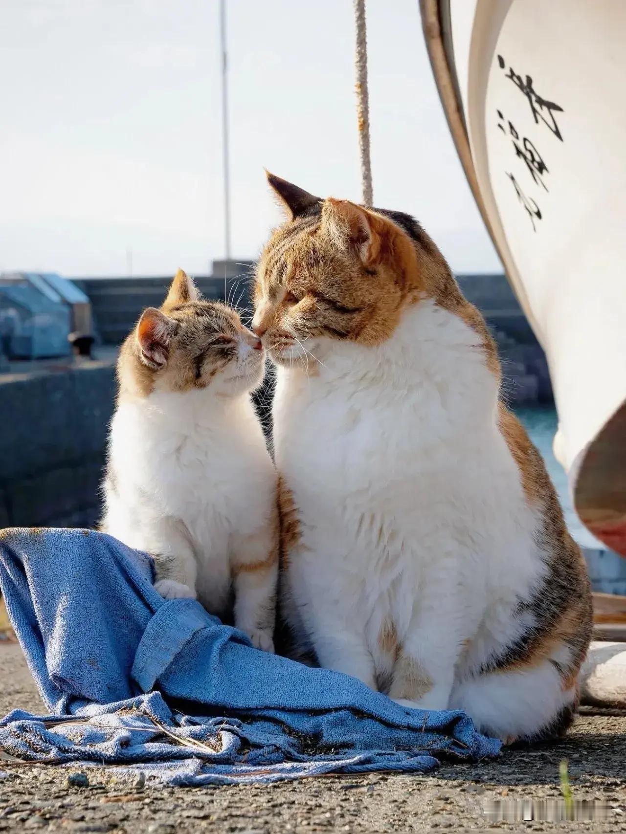 猫娃和猫妈的亲吻！