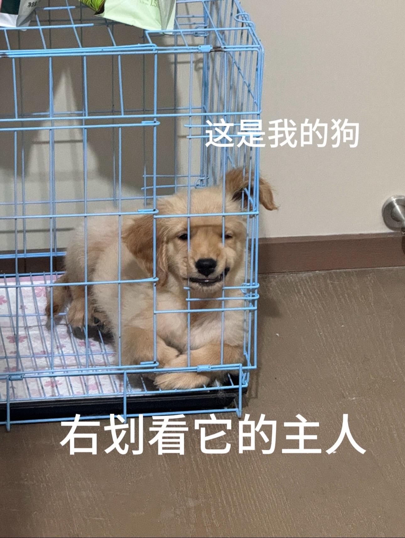 小狗一巴掌，你更是两巴掌