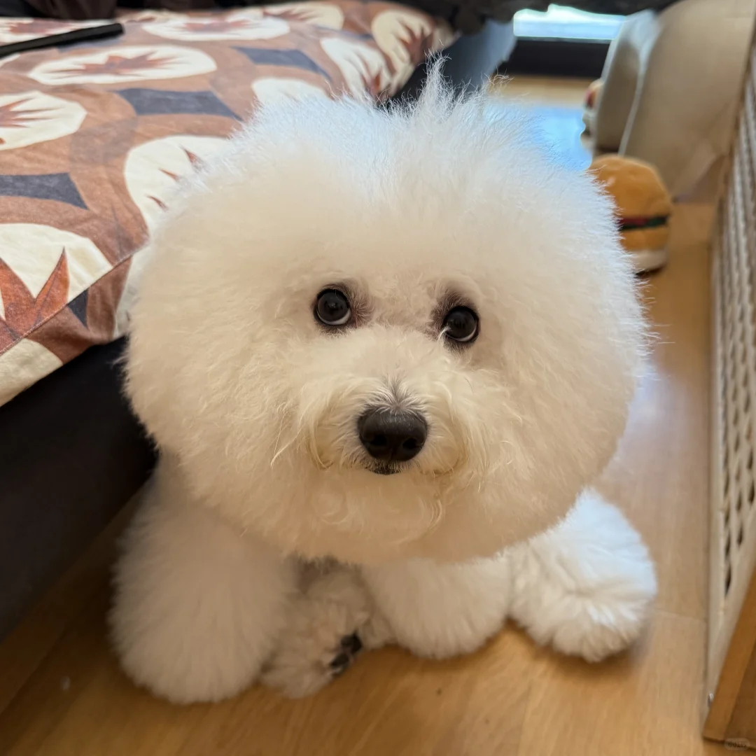 洗过澡的小狗狗真的香香软软的～