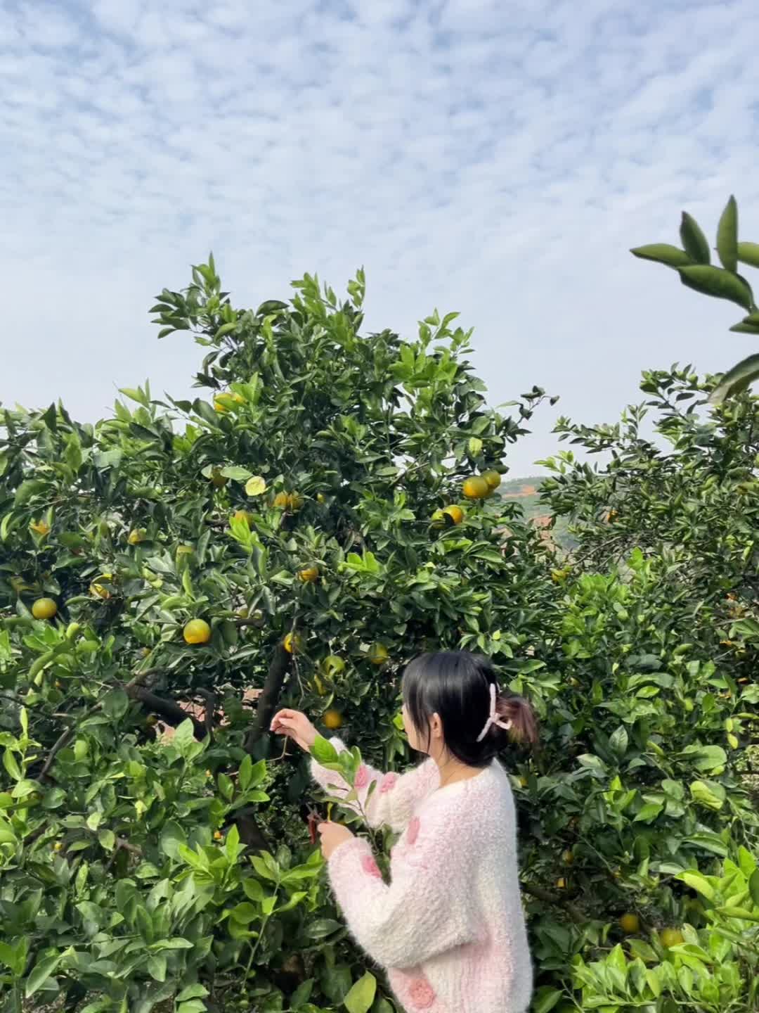 🍊秋日晴朗 橘子灿烂 生活就跟橘子一样 只要曾经酸过了 未来剩下的只...