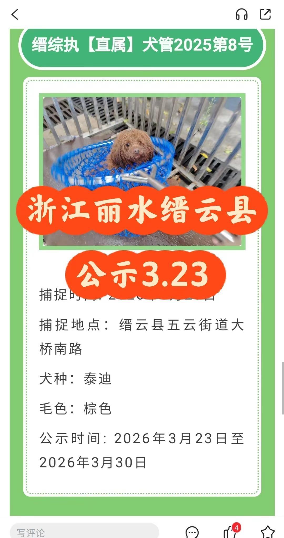 浙江省丽水缙云县犬办2026.3.23日。缙云寻狗   1只狗狗转自