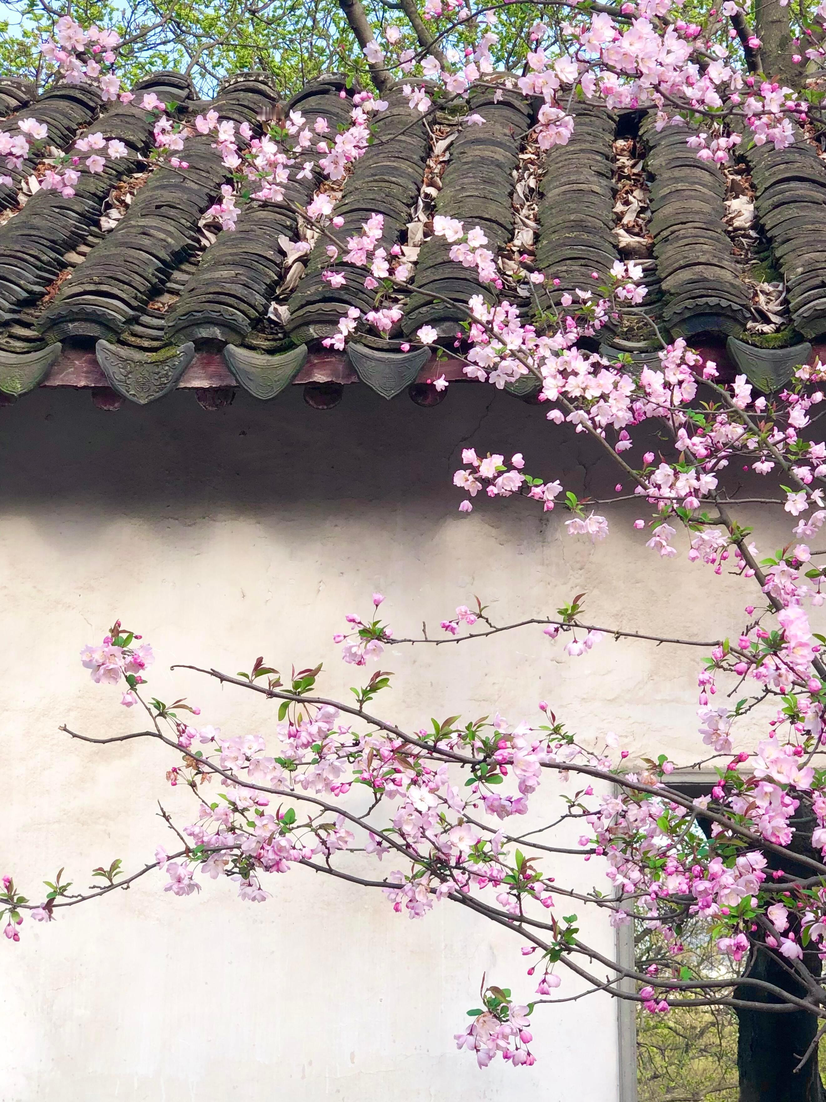 消失的海棠花🌸 