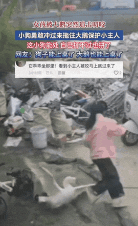 江苏，一小女孩在自家门口突然被大鹅追着叨咬，没成想旁边的小狗狗瞧见后，毫不犹豫冲