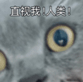 日常的路人a  老粉丝应该知道，A朋友家那只布偶猫，绝对是A吸猫历史上脾气最臭的