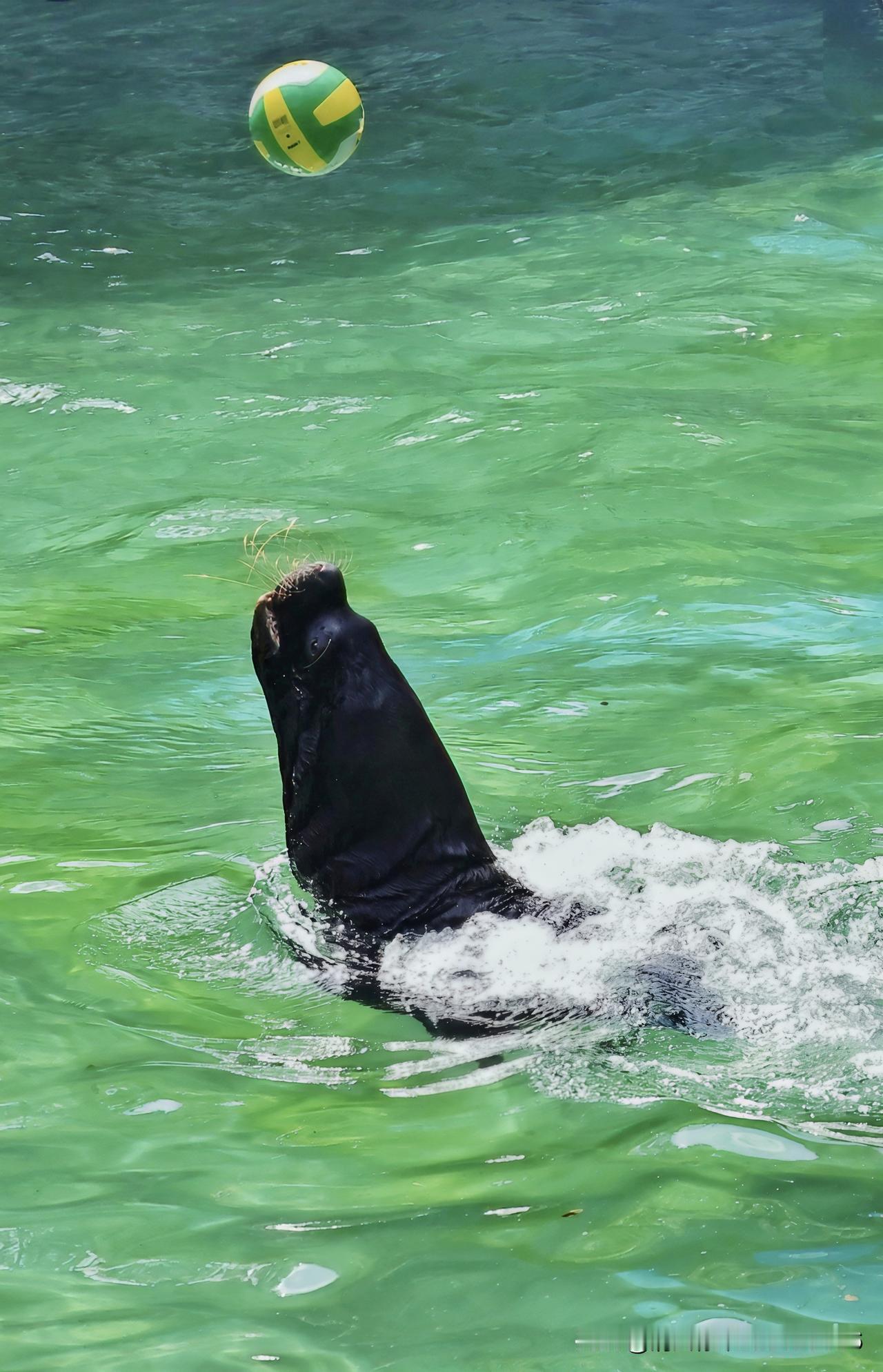真心话茶局把烦恼抛在身后，此刻只和皮球玩耍。