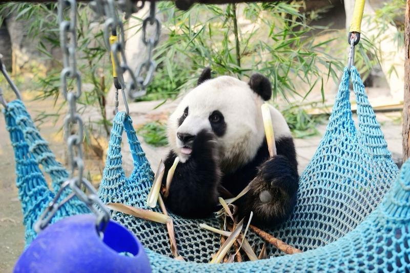 🐼武则天送熊猫外交：唐朝的“顶流国礼”
公元685年，武则天赠日本天武天皇两只