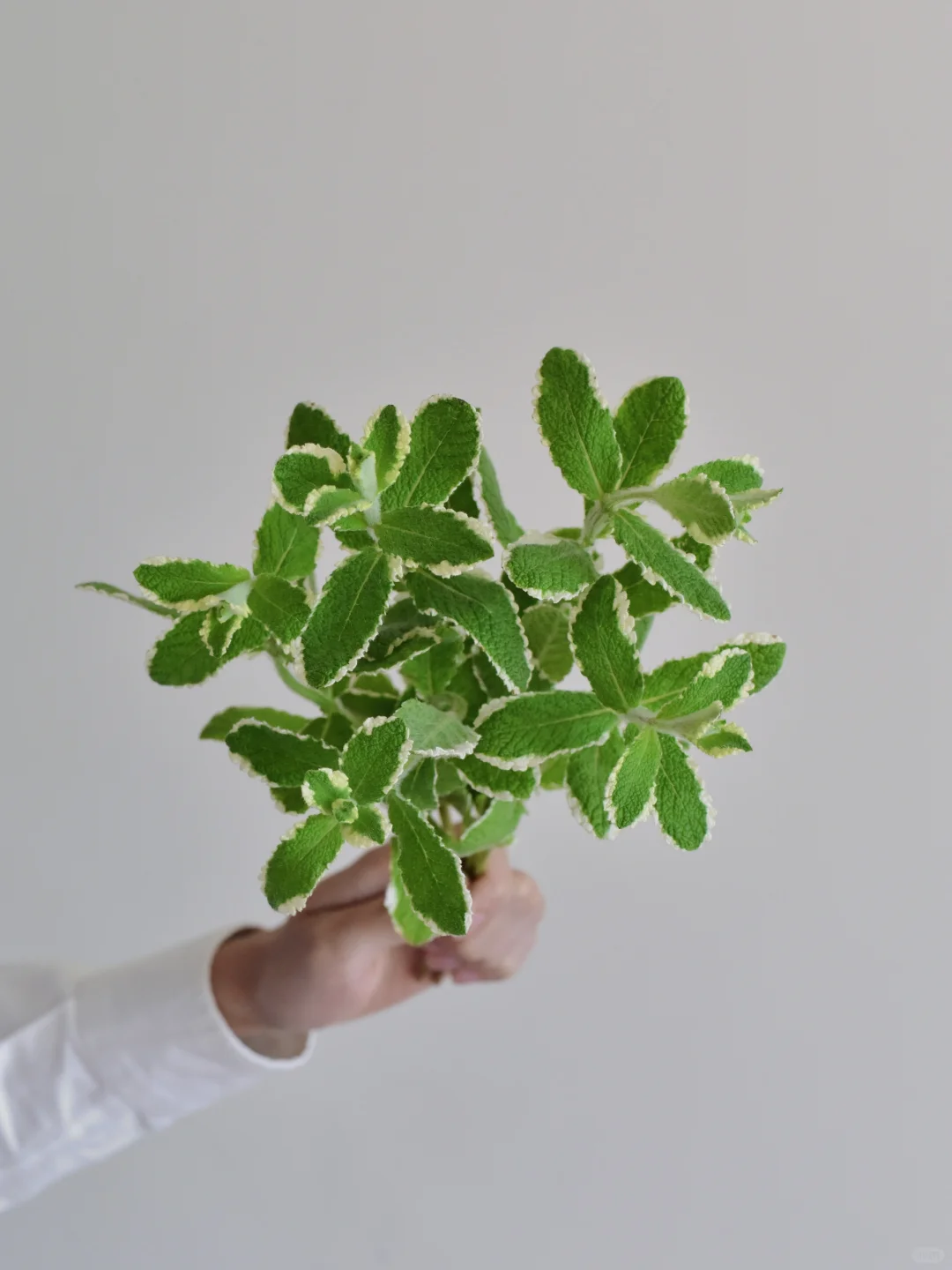 叶材·花叶薄荷